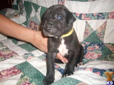 Puppies in TN